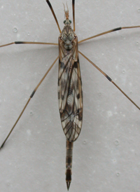 Tipula longiventris